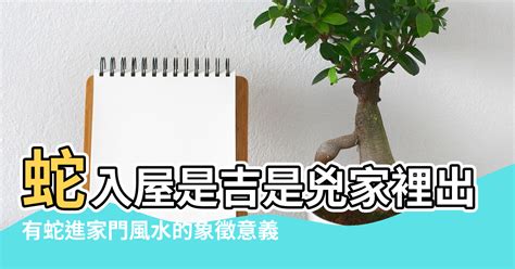 蛇入屋風水|蛇入屋是吉是凶,有何说法